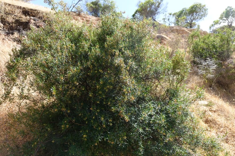 Aphanopetalum clematideum, Davidson, C 13444--Australia. W.A. Geraldton. Chapman River. 25 Oct 2016.  (108).JPG