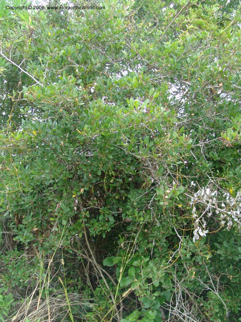 Rhus--Tanzania. Zanzibar. Jozani Forest to Paje Rd.. 17 Jul 0 (92).jpg