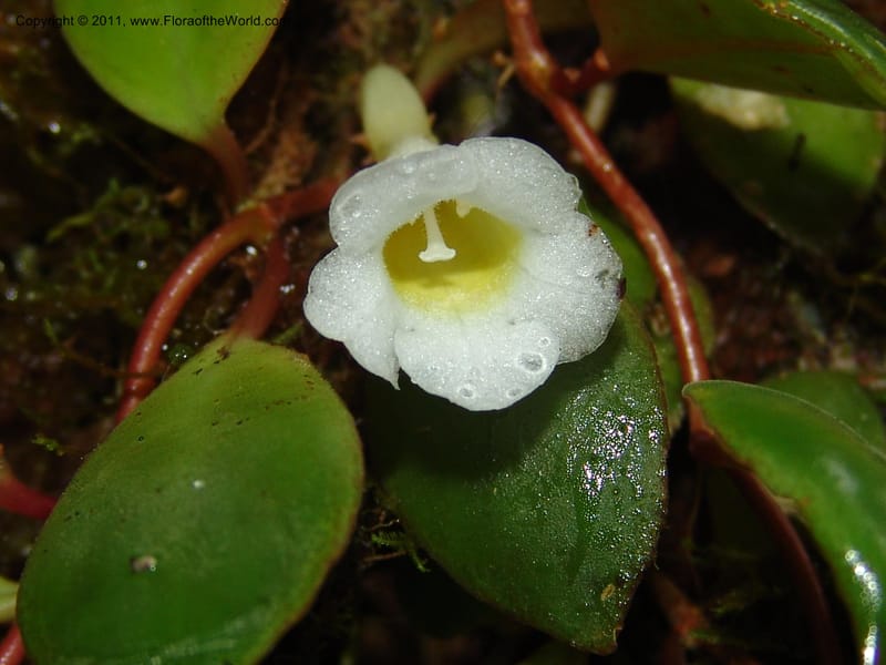 Codonanthe, RVasquez31544--Peru. Prov. Oxa. Estac. Paujil. Send. El Mirador. 16 Oct 06. 211.jpg
