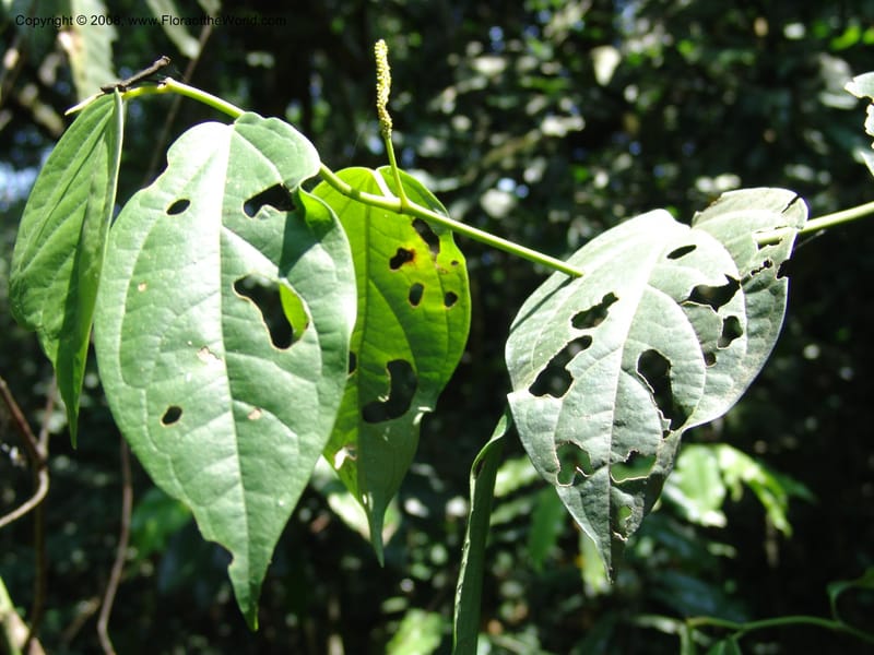 Piper guineense--Uganda.  Kibale Forest. 5 Jul 04. 102.jpg