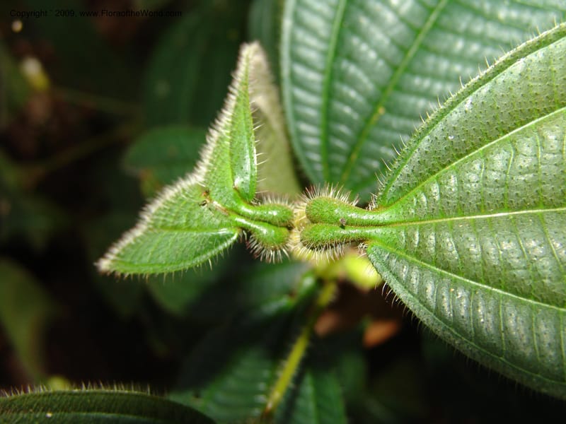 Tococa, DNeill15936--Ecuador. Prv. Zam. Ch. C del Condor. Wawaime plot. 22 Sep 07. 170.jpg