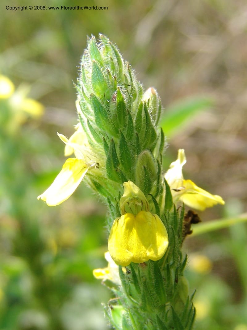 Justicia flava--So.Africa. Mpumal. S of Burgersfort. 16 Mch 05. 207.jpg
