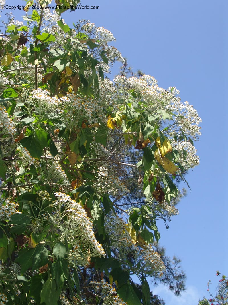 Podachaenium eminens--CA. Quail Botanical Garden. 9 Apr 05. 014.jpg