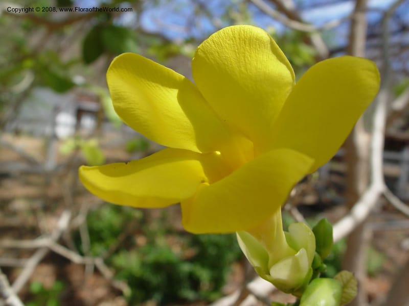 Stemmadenia obovata--Costa Rica. Palo Verde Biol. Sta. 30 Mar 04. 029.jpg