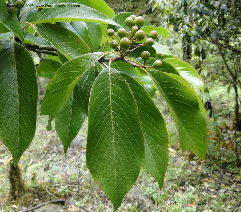 Cornus, Regalado 1800--Viet Nam. Trail to Siu Chai Commune. 5 May 2011. 167 (5).jpg