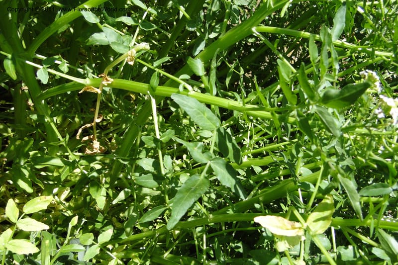 Nasturtium officinale, C. Davidson 11853--Oregon. Malheur Co. Leslie Gulch. 30 June 2011. 229 (12).jpg