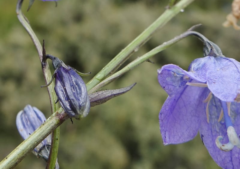Adenophora jasionifolia, D. Boufford 44018--China. Sichuan. Daocheng Xian. 14 Aug 2017. DSC05676 (153).JPG