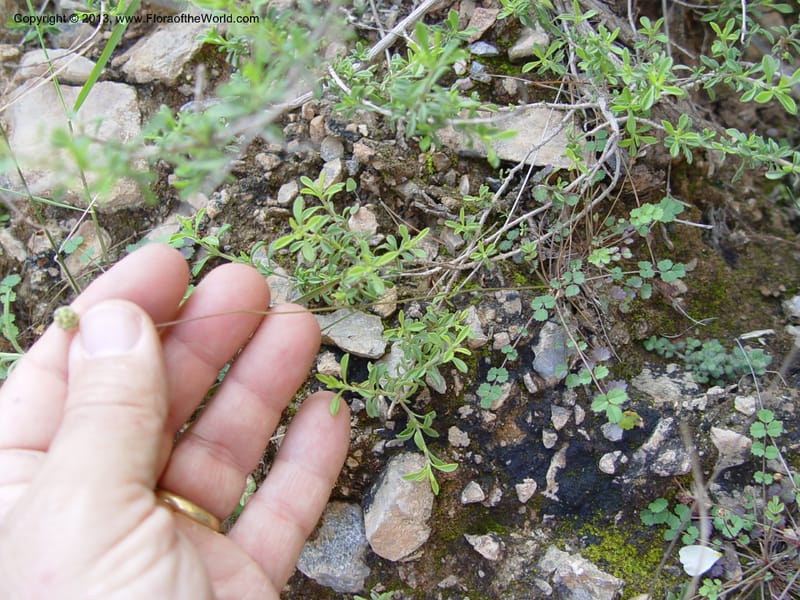 Sanguisorba verrucosa--Spain. Andalucia. E of Orgiva. Barranco de los Lobos. 1 (52).jpg