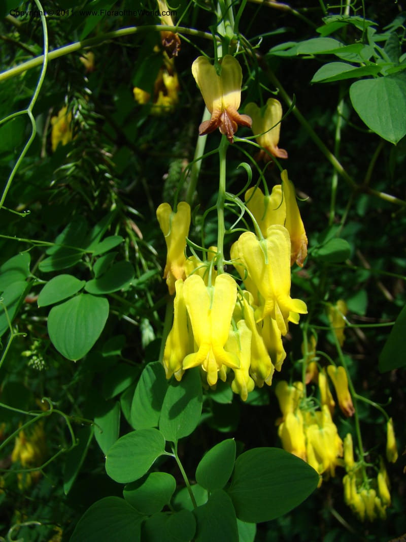 Dicentra scandens--Canada. BC. Univ. BC Bot. Garden. 27 Jul 08. 427.jpg