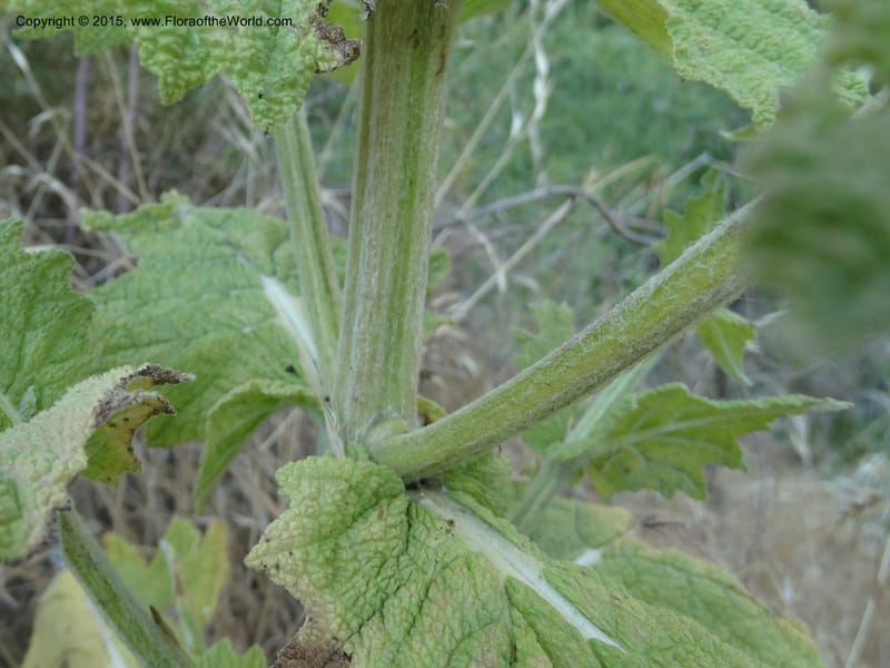 Salvia aethiopis, Davidson, C 12603--ID. Idaho Co. Goff Bridge on Hwy 95 N of Riggins. 16 Jul 2014. DSC00481 (94).JPG
