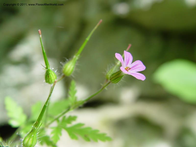 Geranium robertianum--CT. Near Ashley Falls. Bartholomew's Cobble. 28 Jun 03. 055.jpg