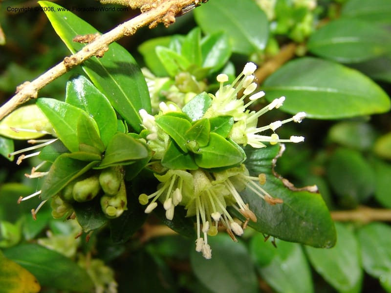 Lonicera nitida--CA. San Francisco Botanical Garden (Strybing Arb.). 30 Mch 06. 029.jpg