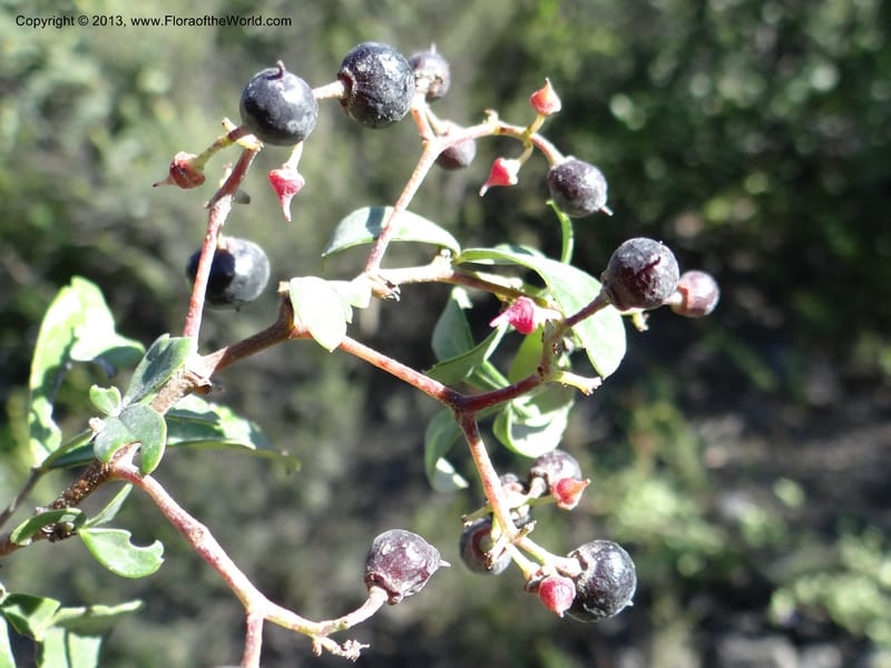 Cissus striata, WDS 34100--Chile. Rd to El Abanico. Pte. Polcura odom 16.6. 17 Feb 2013. DSC01401 (226).JPG
