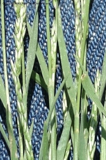 Sporobolus, Davidson, C 12579--Idaho. Valley Co. Lick Cr. Summit. 14 Jul 2014.  (115).JPG