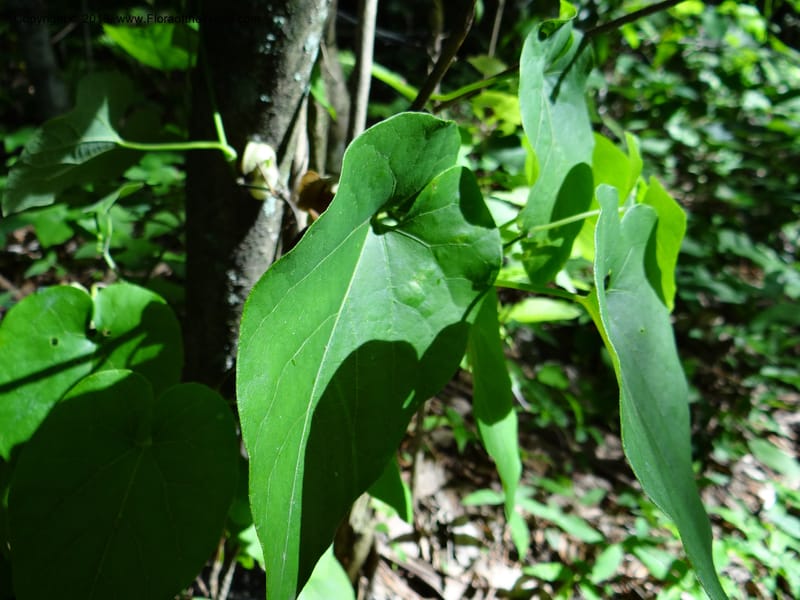 Aristolochia, Li Pan 1205292--China. Zhejiang Prov. Tian Mu Shan. 29 May 2012. DSC00348 (145).JPG