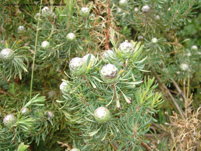 Leucadendron galpinii, s.n.--CA. San Francisco Arboretum. 9 Aug 07. 306.jpg
