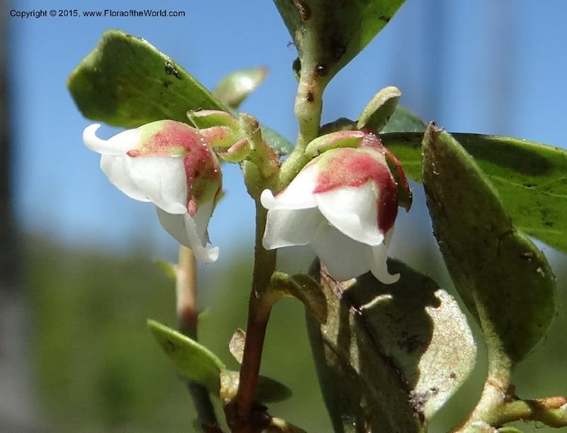 Gaultheria humifusa, Davidson, C 12546--ID. Valley Co. Cloochman Saddle Rd. 1 Jul 2014. DSC09181 (78).JPG