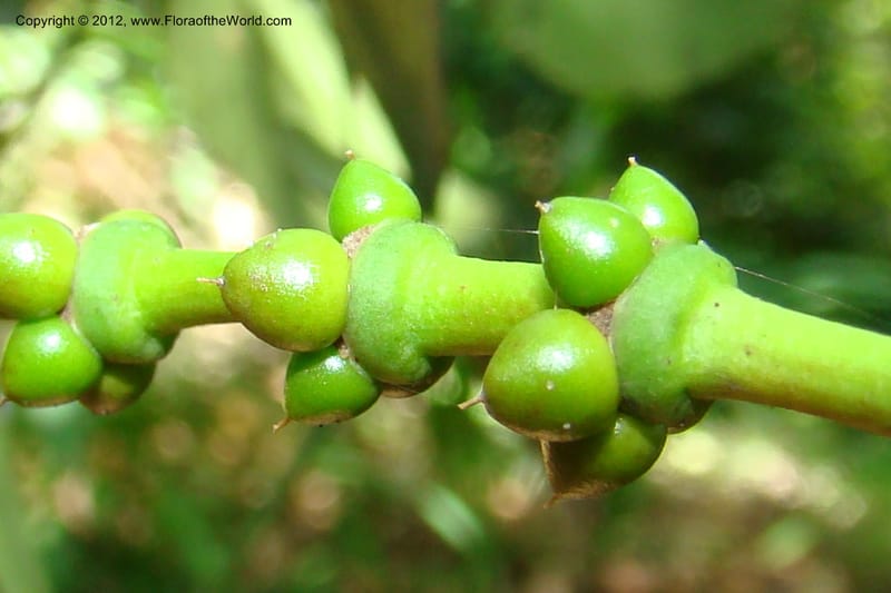 Gnetum, Regalado 1754--Viet Nam. Thua Thien Hue Prov. Phu Loc Distr. Bach Ma. 13 Apr 09. 451.jpg