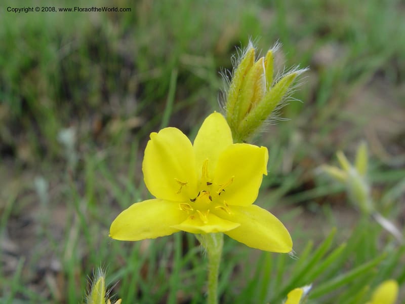 Hypoxis costata--So. Africa. Drakensberg Mts. Giant's Castle. 4 Oct 03. 010.jpg