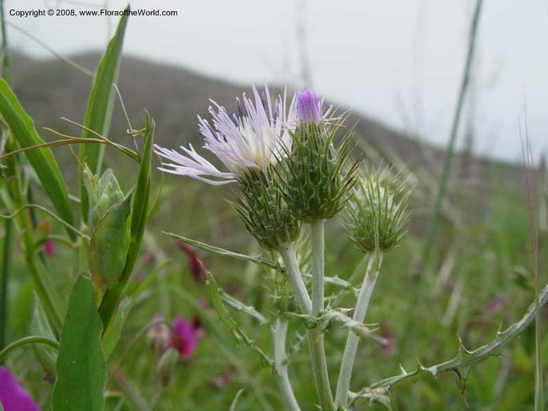Galactites tomentosa--Spain. Prov. Granada. 6 km S Jct. Albondon-Albunol, C333. 15 Apr 04. 018.jpg