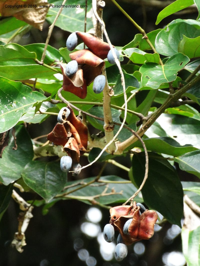 Archidendron--Sabah. Danum Valley. 4 Oct 2014. DSC01741 (340).JPG