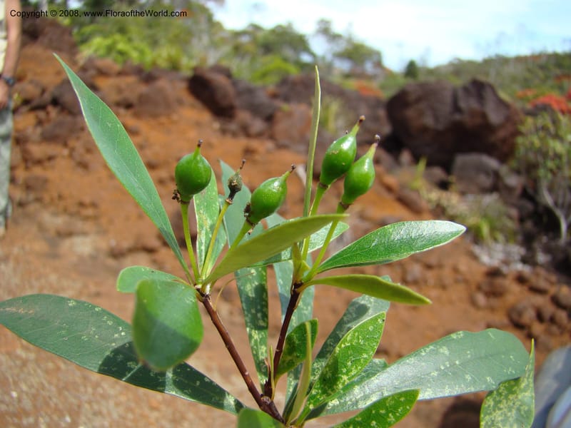 Pittosporum dzumacense, CGemmill618--N.Caled. Plateau de Poro. 16 Nov 07. 035.jpg