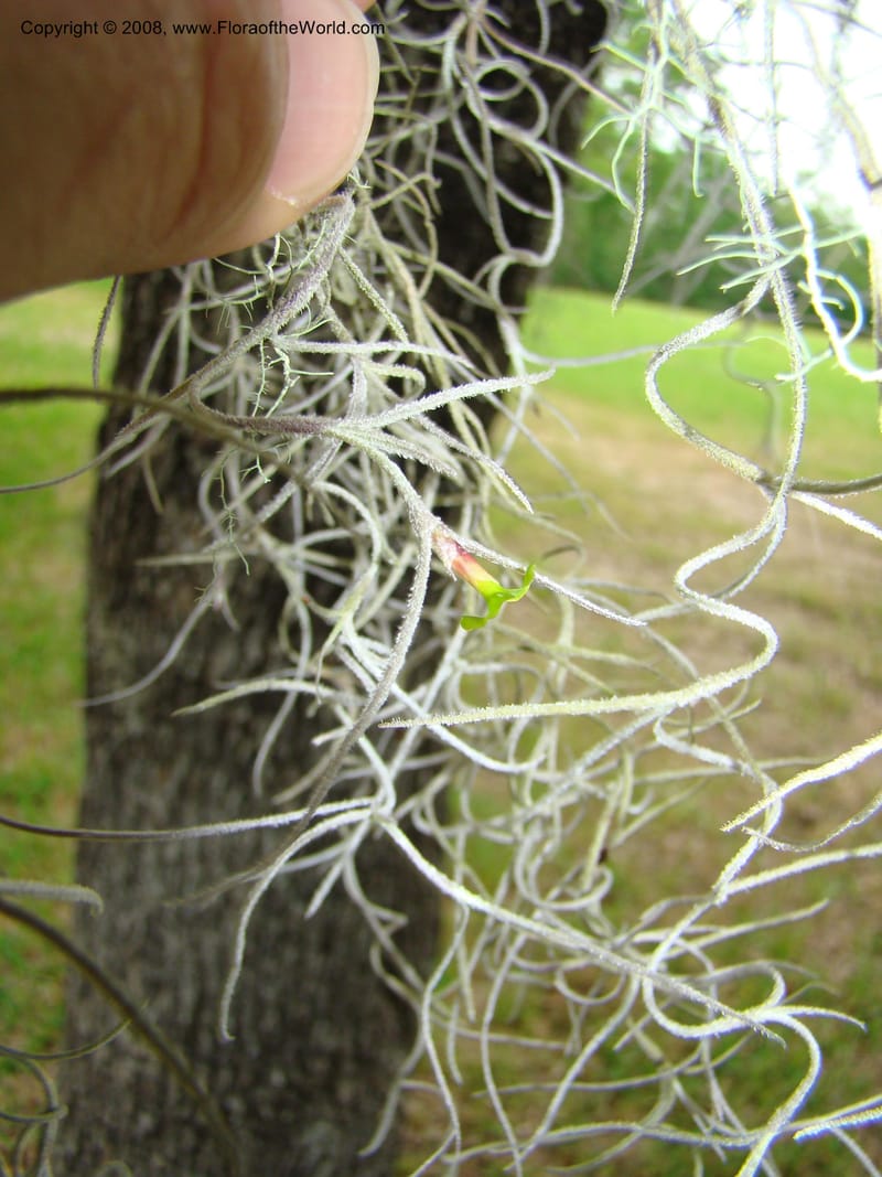Tillandsia usneoides, CDavidson11164--TX. Walker Co. Newport Village Rd. 27 Apr 08. 145.jpg
