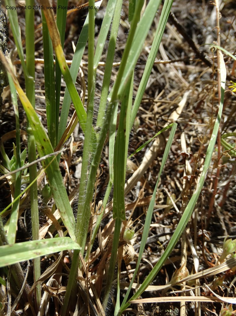 Bromus anomalus, Davidson, C 12563--Idaho. Valley Co. Payette Lake. Sylvan Beach. 12 Jul 2014. DSC09429 (144).JPG
