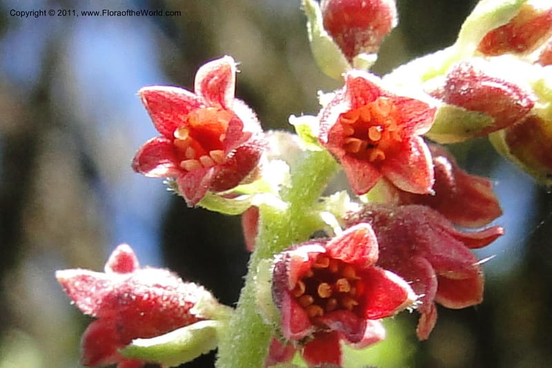 Ribes ecuadorense, Ulloa 2103--Ecuador. P. N. Sangay. 6 June 2011. 231 (9).jpg