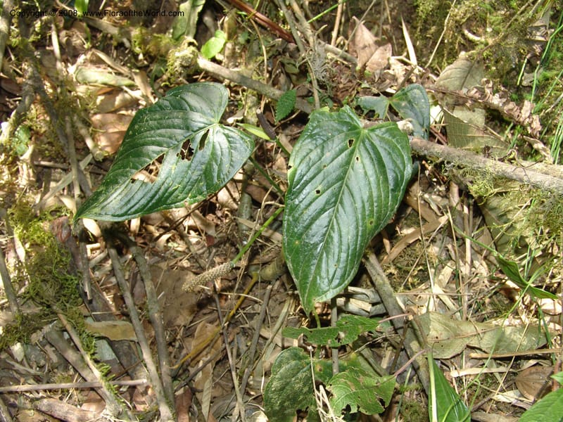 Anthurium, Croat93231--Ecuador. Prov. Pichincha. Old hwy Quito to Sto. Domingo. 12 Aug 04. 043.jpg