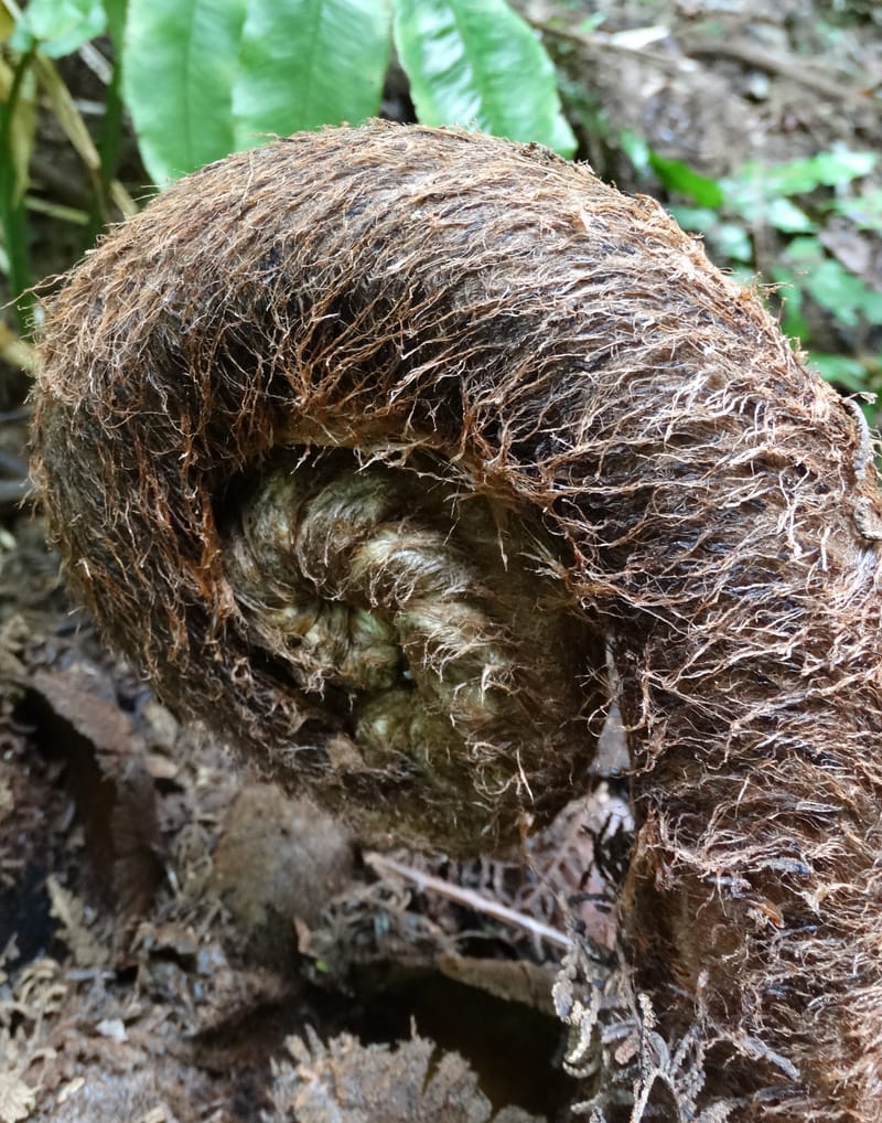 Angiopteris, Munzinger, J 7403--New Caledonia. Haute Robinson. 11 Nov. 2015. DSC00909 (317).JPG