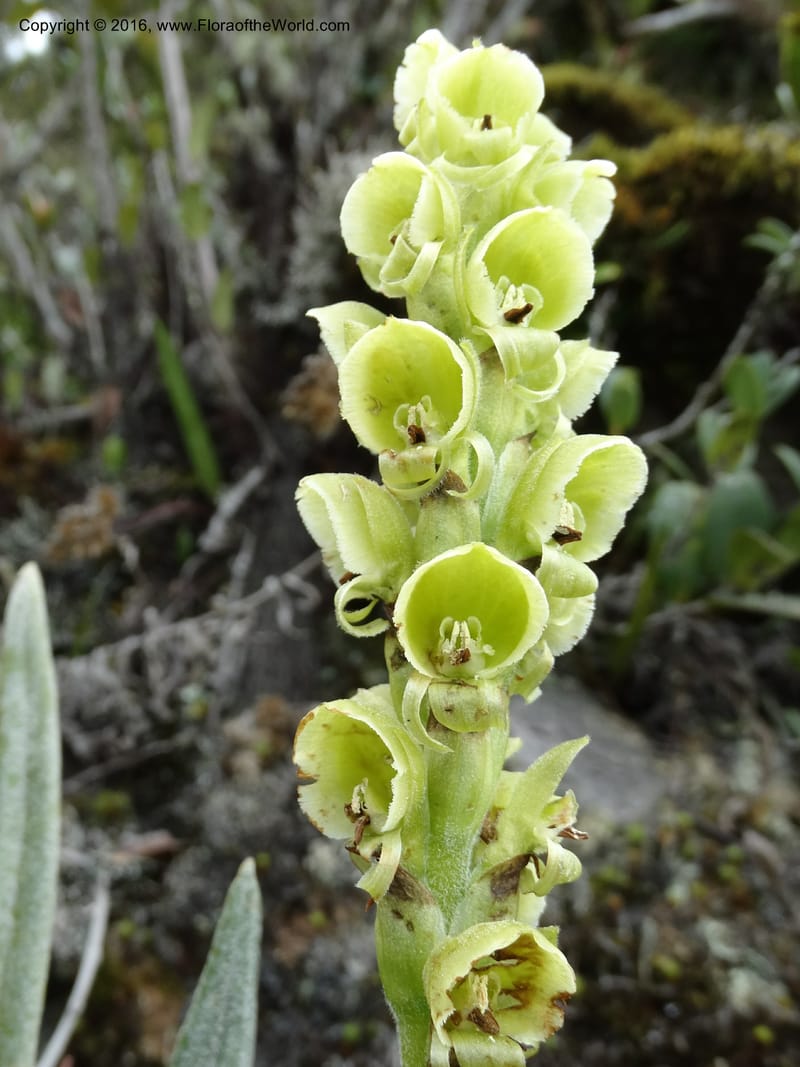 Altensteinia virescens, Ulloa, C 2470--Ecuador. Res. Yanacocha. 21 Apr 2015. DSC02117 (63).JPG