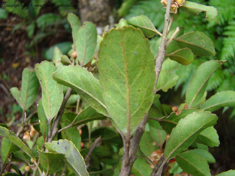 Elaeocarpus, Munzinger, J 4750--New Caledonia, Prov N, Mt. Mandjelia,  13 Nov 2007 201 (7).jpg
