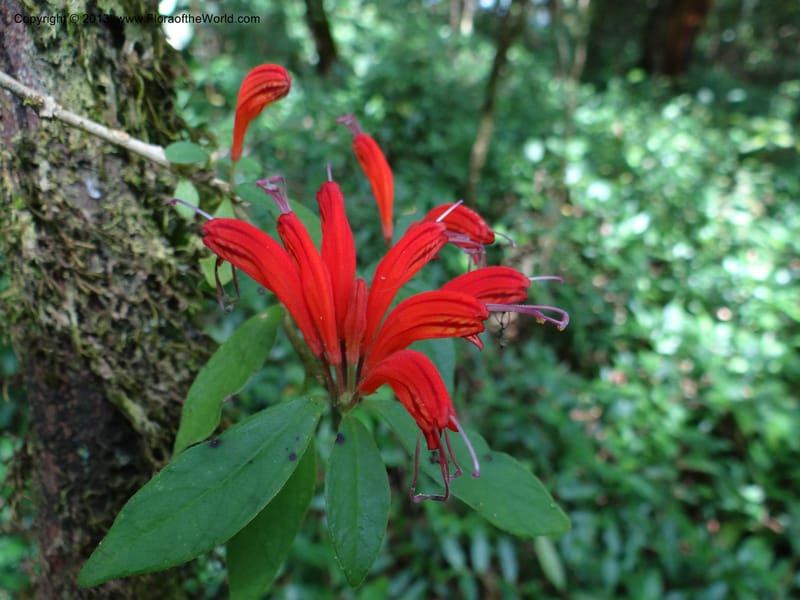 Aeschynanthus, VC 5477--Thailand. Chiang Mai Prov. Doi Suthep Pui Nat. Park. 7 Nov 2012. DSC07362 (181).JPG