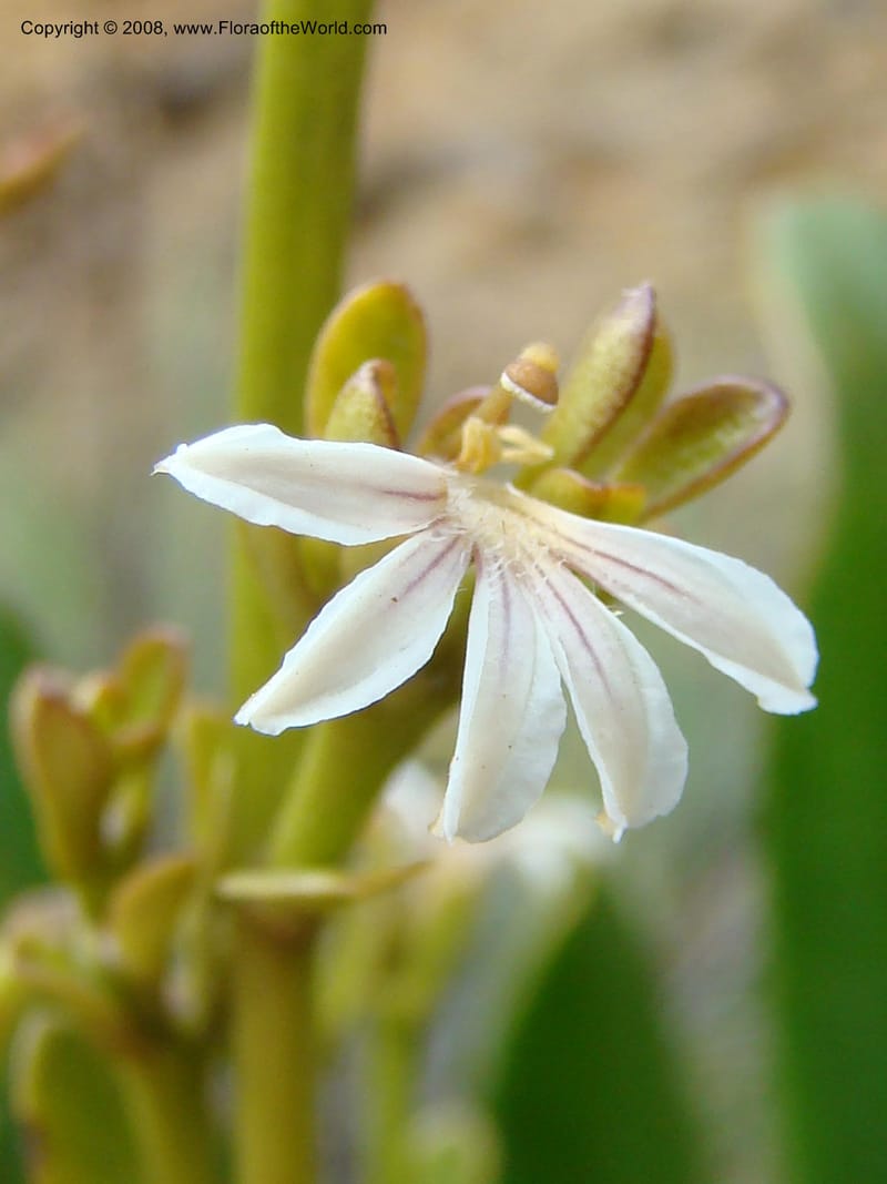 Scaevola beckii, JMunzinger4887--New Caledonia. Tontouta R.jct Kalouehola R. 21 Nov 07. 044.jpg