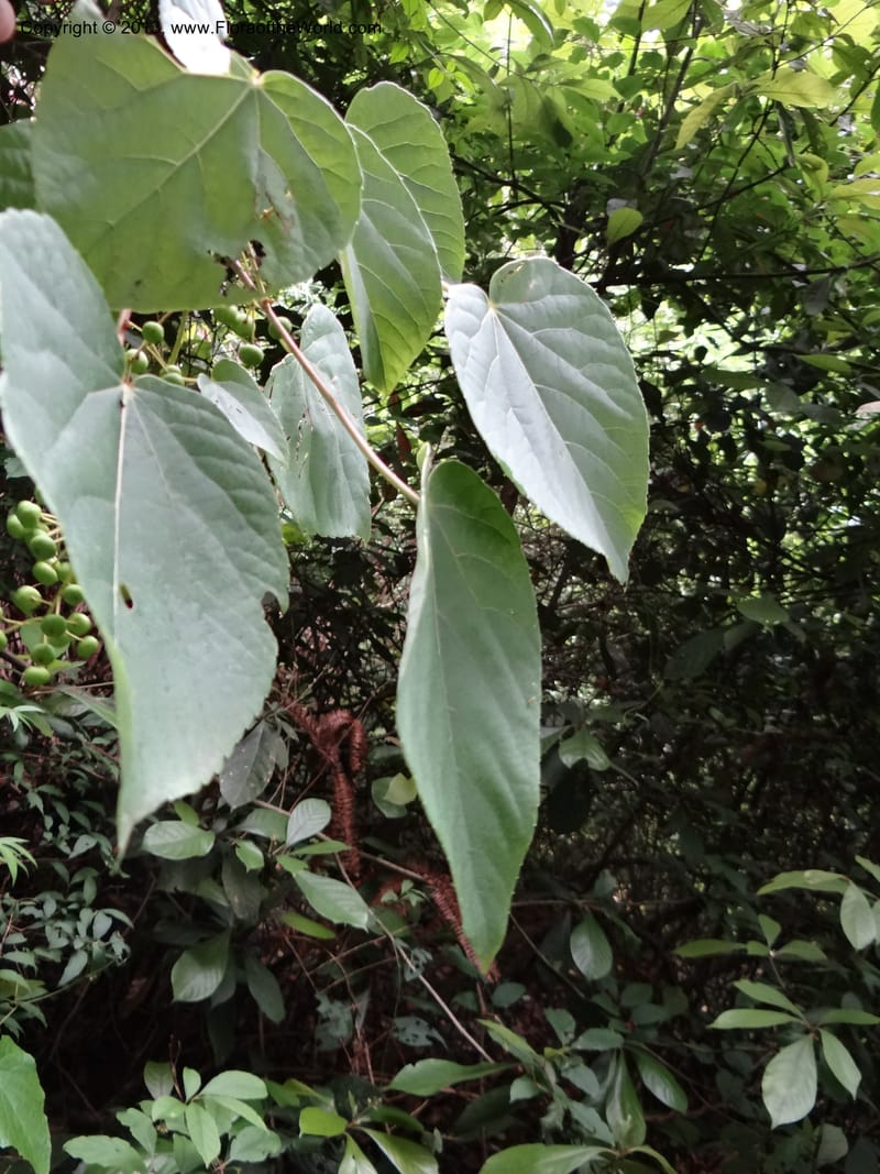 Idesia polycarpa, Yi Yu SQS2012007--China. Anhui Prov. San Qing Shan. 3 Jun 2012. DSC01600 (26).JPG