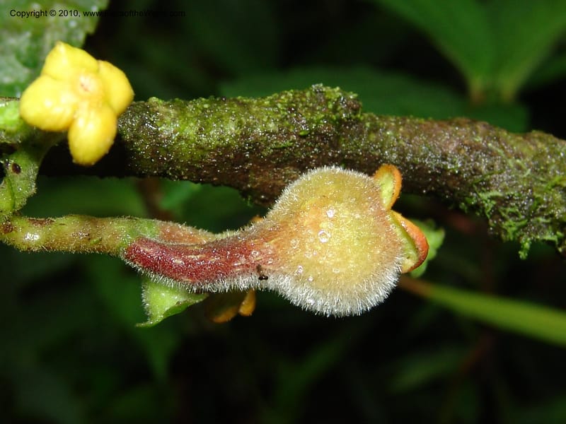Siparuna aspera, Croat 95735--Ecuador. Maquipucuna Biol. Res. Send. Princip. 11 Mar 06. 260 (15).jpg