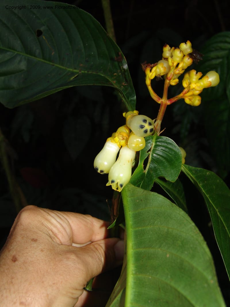 Palicourea clerodendroides, Croat98781--Ecuador. Z.C. Margin of Rio Nangaritza. 17 Sep 07. 291.jpg