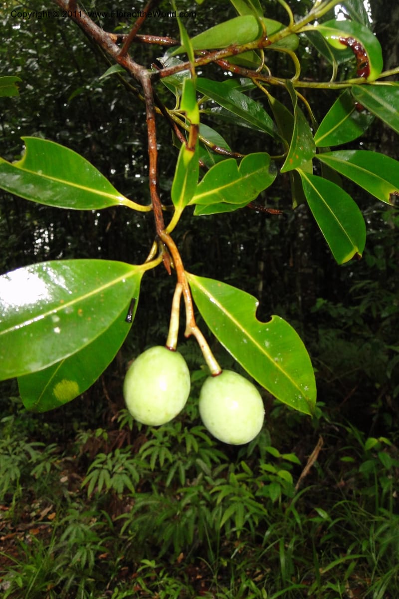 Calophyllum neoebudicum, M. Tuiwawa 4975--Fiji. Colo i Suva Forest Park. 8 Feb 2011. 147 (3).jpg