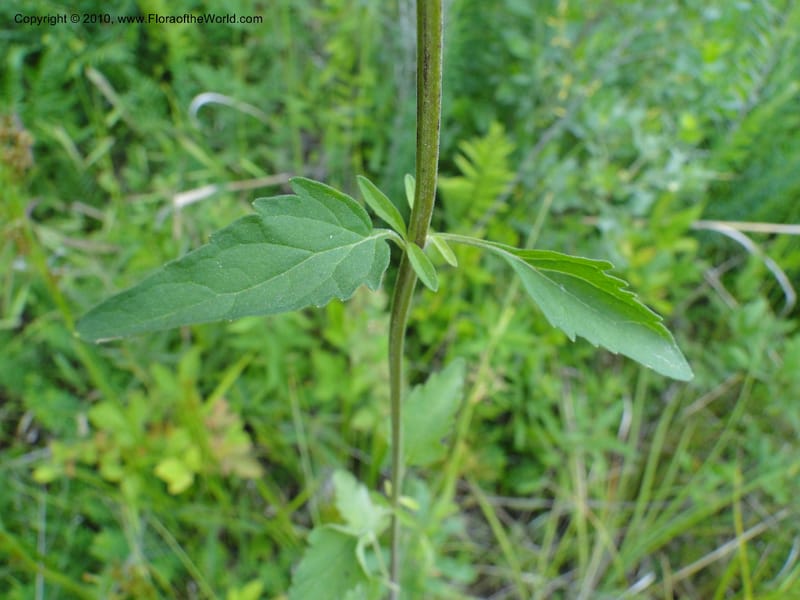 Scutellaria integrifolia, Mori, S 27426, USA, North Carolina, Jones Co, Catfish L Rd 10.5 miles from jct with Hwy 58, E of Maysville, 23 May 2010 (16).JPG