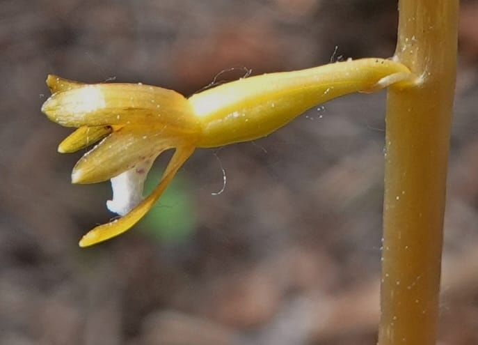 Corallorhiza maculata var. occidentalis, Davidson 13797--ID. Valley Co. Sylvan Beach. 25 Jun 2018. DSC05593 (7).JPG