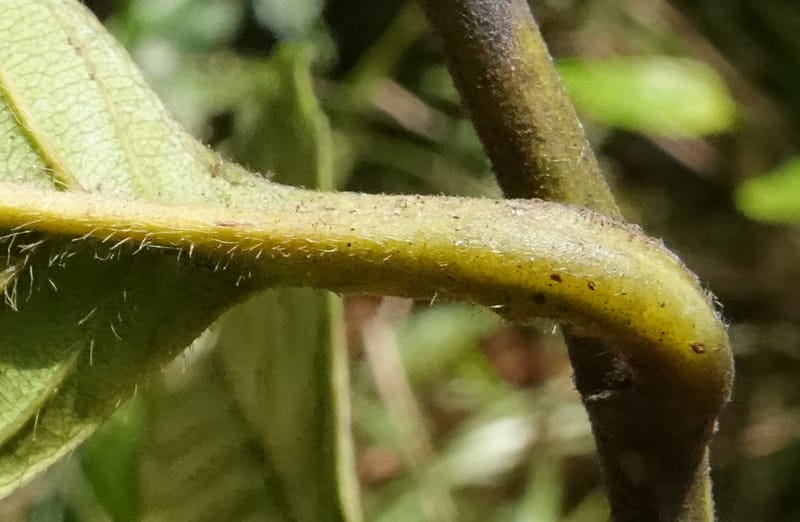 Tetracera, C. Davidson 13922--Gabon. Rd betw Kinguele and Makaban. 30 Oct 2018. DSC00492 (134).JPG