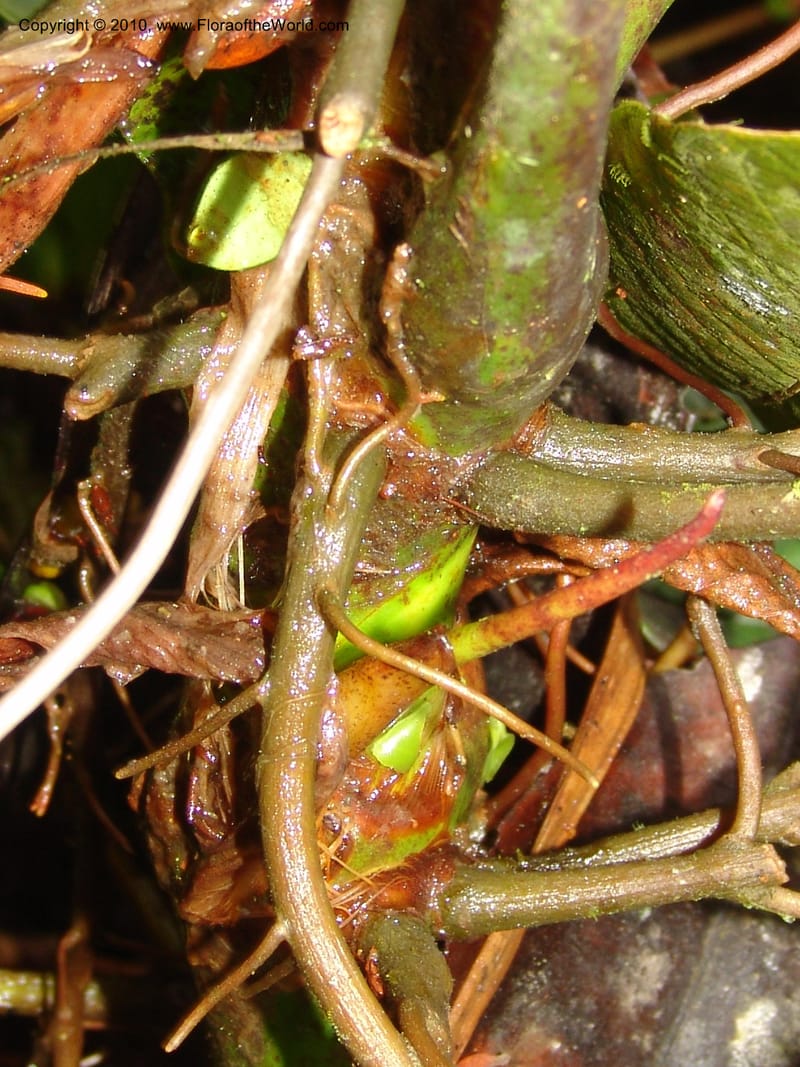 Anthurium incomptum, Croat 96349--Ecuador. Prov. Pichincha. Pacto-Pto. Quito Rd.. 25 Mar 06. 028 (18).jpg