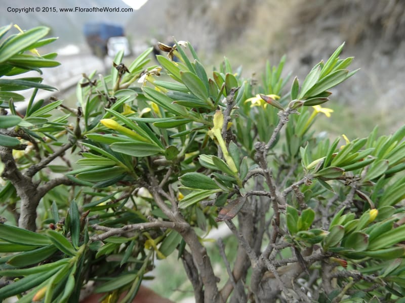 Wikstroemia, Boufford, D 43598--China. Sichuan. Yonghe Village. 6 May 2014. DSC04110 (57).JPG