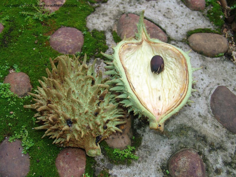 Sterculia murex--So. Africa. Lowveld Nat. Bot. Gard. 14 Mch 05. 294.jpg