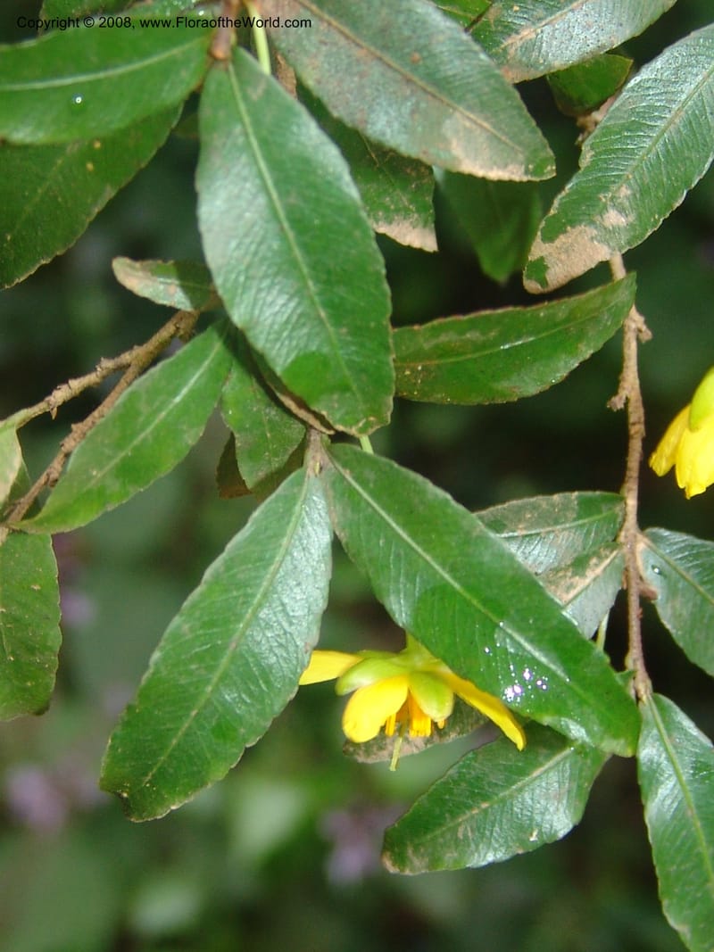 Ochna gomphostigma--So.Africa. Mpumal. Moodie Mts.  18 Mch 05. 275.jpg