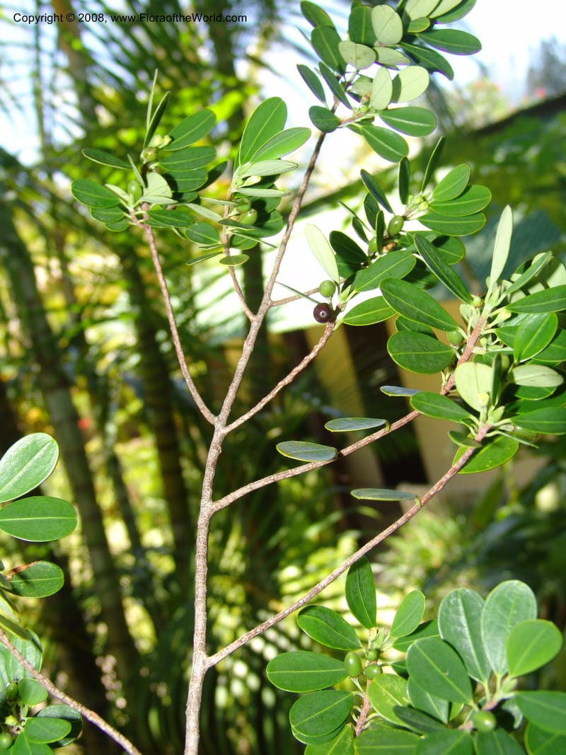 Erythroxylum pervillei, Z.Rogers977--Madag. Prov.Toliar. Peak Ste. Louis. 24 Jan 06. 029.jpg