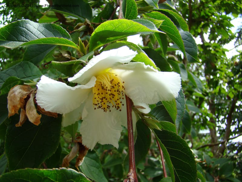 Stewartia pseudocamelia, 19890-0104-1982--Canada. BC. Univ. BC Bot. Garden. 27 Jul 08. 259.jpg