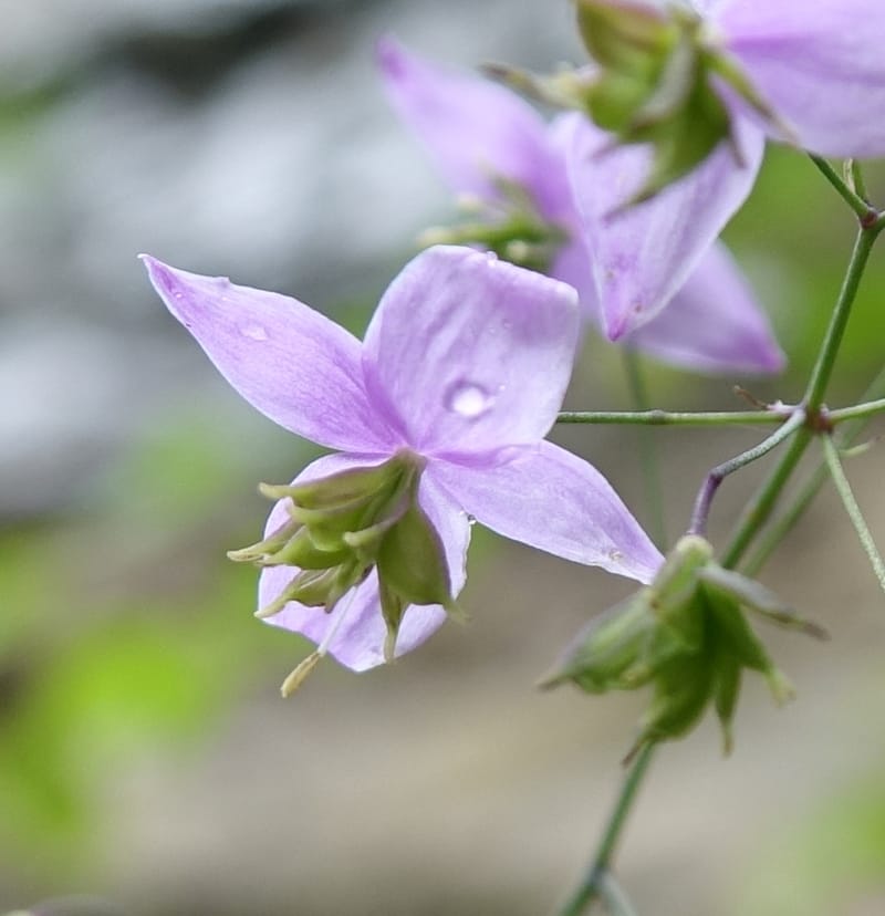 Thalictrum delavayi, C. Davidson 13765--China. Sichuan. Yibailingba-gou. 12 Aug 2017. DSC04660 (197).JPG