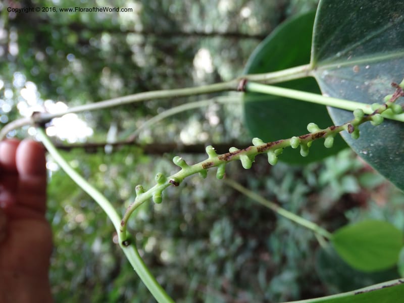 Piper, Davidson, C 12675--Sabah. Danum Valley. 4 Oct 2014. DSC01741 (213).JPG